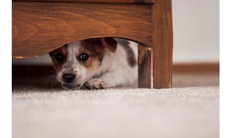 Εύκολοι τρόποι για να ξεπεράσει ο σκύλος σας τις φοβίες του