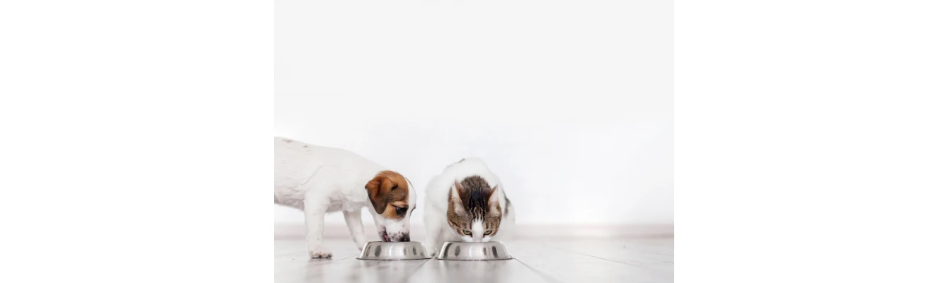 Ξηρά τροφή σκύλου και γάτας: Οφέλη, μύθοι και αλήθειες