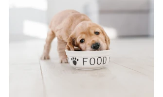 Υγρή και ξηρά τροφή: Ποια να επιλέξετε για τη διατροφή του σκύλου σας