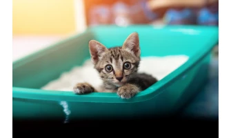 Εξοικονομήστε χρόνο & κρατήστε τη γάτα σας καθαρή!