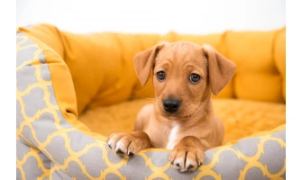 Πώς να διαλέξετε το κατάλληλο κρεβατάκι για τον σκύλο σας!