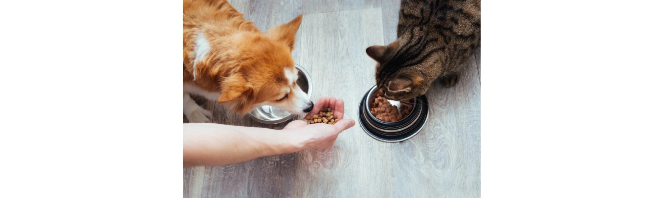 Απαγορευτικές τροφές για έναν σκύλο και μια γάτα