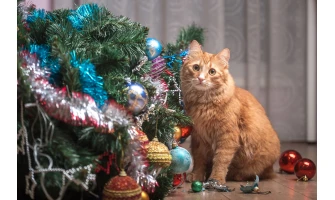 Πώς να προστατεύσετε το χριστουγεννιάτικο δέντρο από τη γάτα σας!