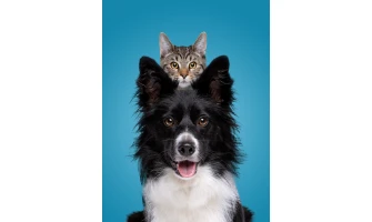 2+1 μυστικά για να κρατήσετε χαρούμενο σκύλο ή τη γάτα σας!