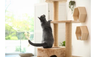 Ονυχοδρόμια και γατόδεντρα: Ποια είναι τα οφέλη τους για τη γάτα σας