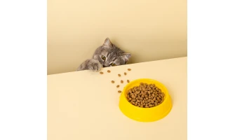 Υγρή και ξηρά τροφή για γάτες: Πλεονεκτήματα και μειονεκτήματα