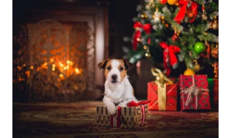 Οδηγός χριστουγεννιάτικων δώρων για τον σκύλο σας!
