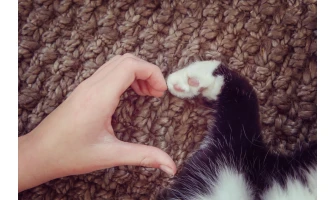 9+1 τρόποι που δείχνει την αγάπη της μια γάτα