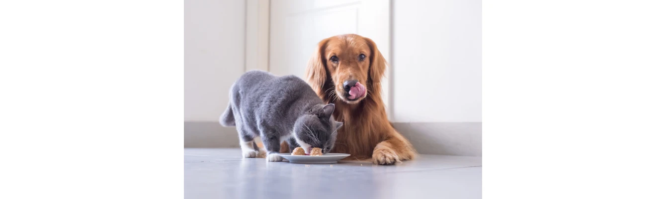 Υγρή τροφή γάτας και σκύλου: Τα οφέλη της για ηλικιωμένα κατοικίδια
