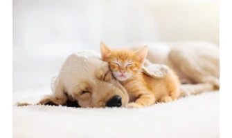 Σκύλος και γάτα: Συμβουλές για να συμβιώσουν αρμονικά!