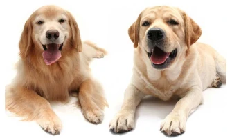 Προκαλεί τελικά η στείρωση στους σκύλους αύξηση βάρους ;