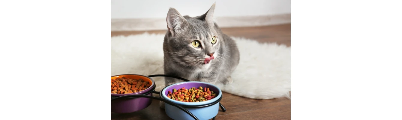 Τροφή γάτας: Τι πρέπει να αποφεύγετε;