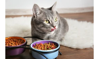 Τροφή γάτας: Τι πρέπει να αποφεύγετε;