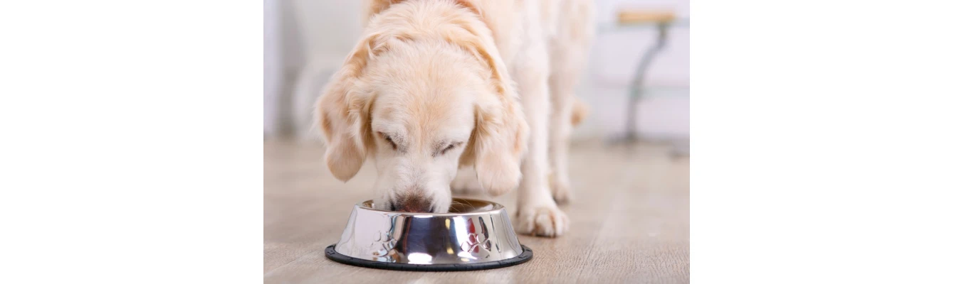 Τα οφέλη της τροφής στην υγεία και την ψυχολογία  του σκύλου σας!