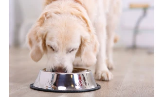 Τα οφέλη της τροφής στην υγεία και την ψυχολογία  του σκύλου σας!