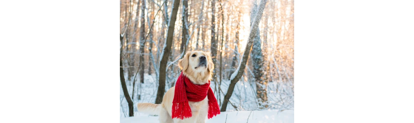 Χειμώνας και σκύλος. Τα απαραίτητα προϊόντα σκύλου για να βγείτε βόλτα στη βροχή!