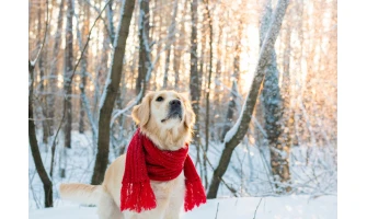 Χειμώνας και σκύλος. Τα απαραίτητα προϊόντα σκύλου για να βγείτε βόλτα στη βροχή!