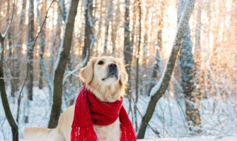 Χειμώνας και σκύλος. Τα απαραίτητα προϊόντα σκύλου για να βγείτε βόλτα στη βροχή!