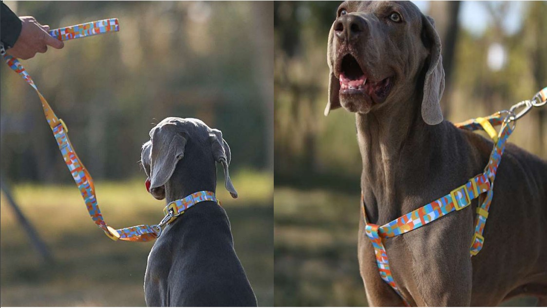 Σαμαράκι Everking Candy 029664 Large 2,5x50-70cm -Προμήθειες Για Κατοικίδια Κατάστημα πωλήσεων Capture28 12 2021 8.54.06